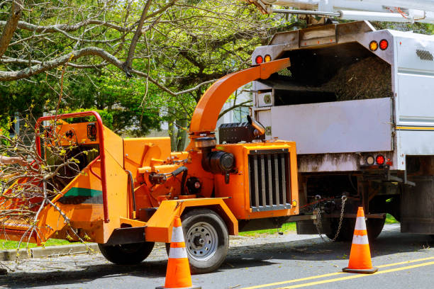 Best Tree Removal Services  in USA